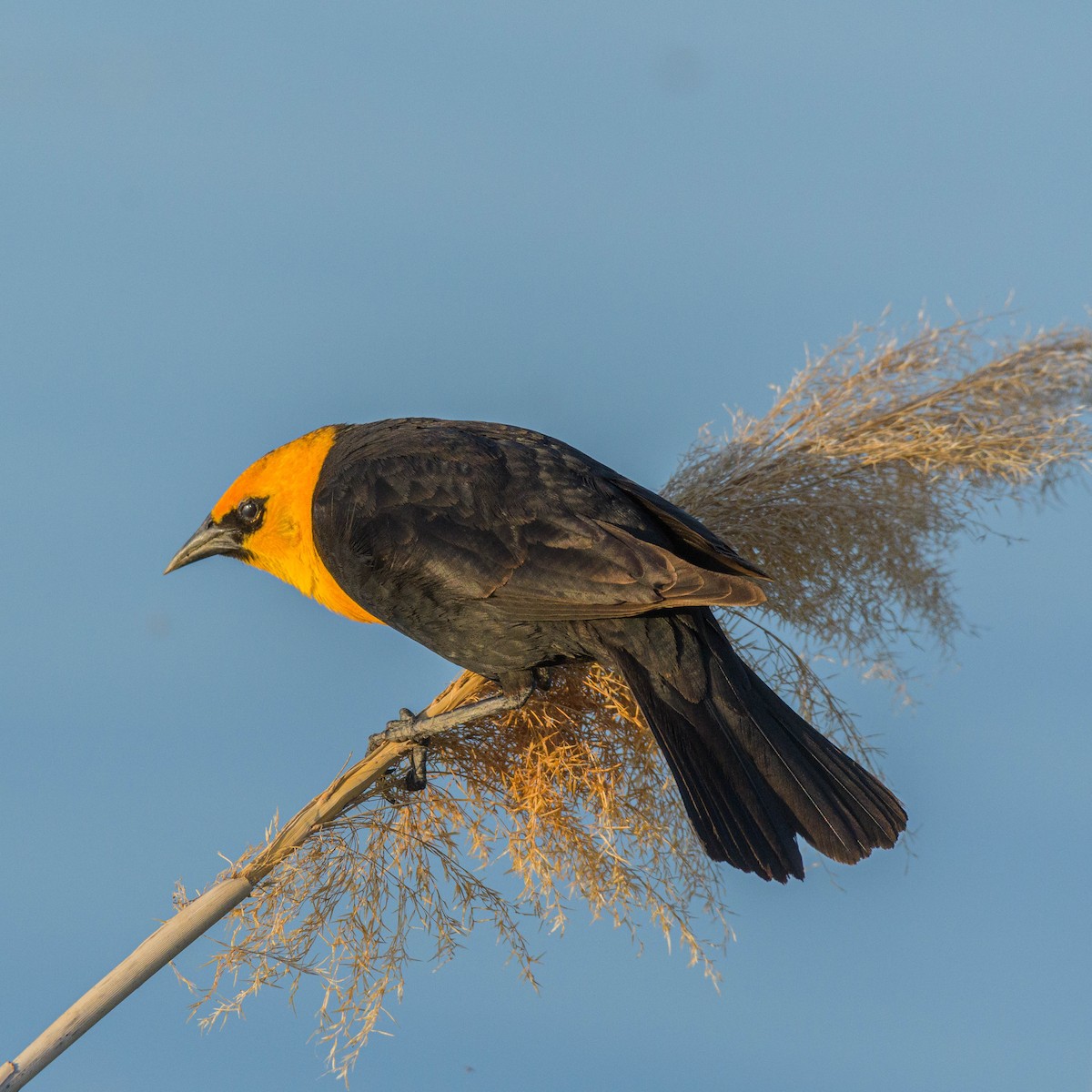 Yellow-headed Blackbird - ML619553641