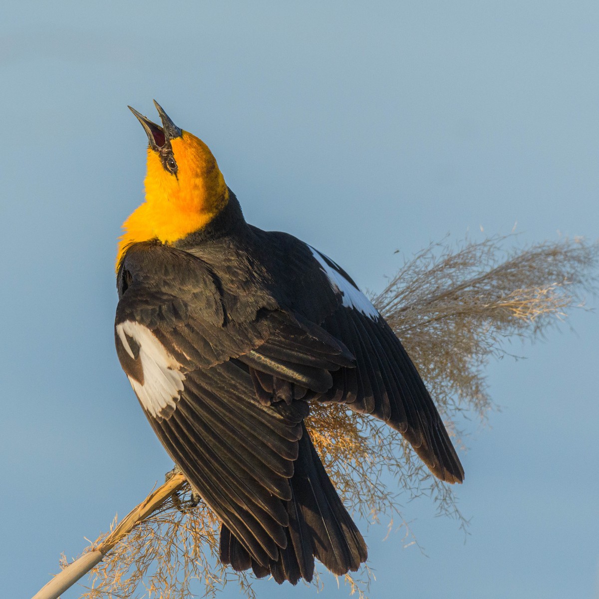 Yellow-headed Blackbird - ML619553642