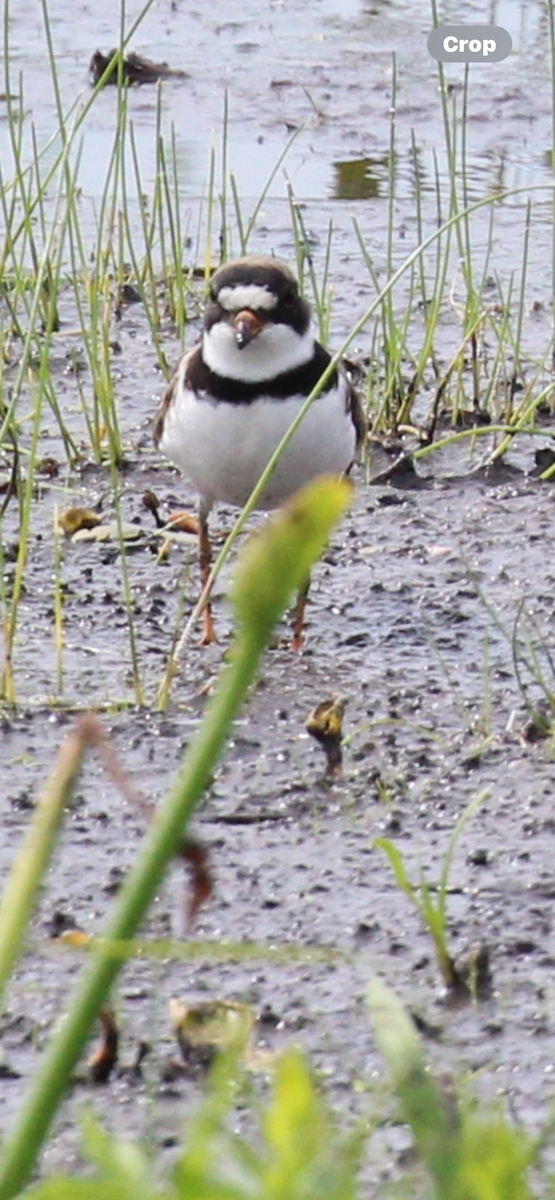 Semipalmated Plover - ML619553680