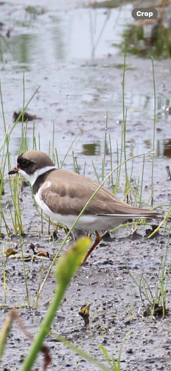 Semipalmated Plover - ML619553681