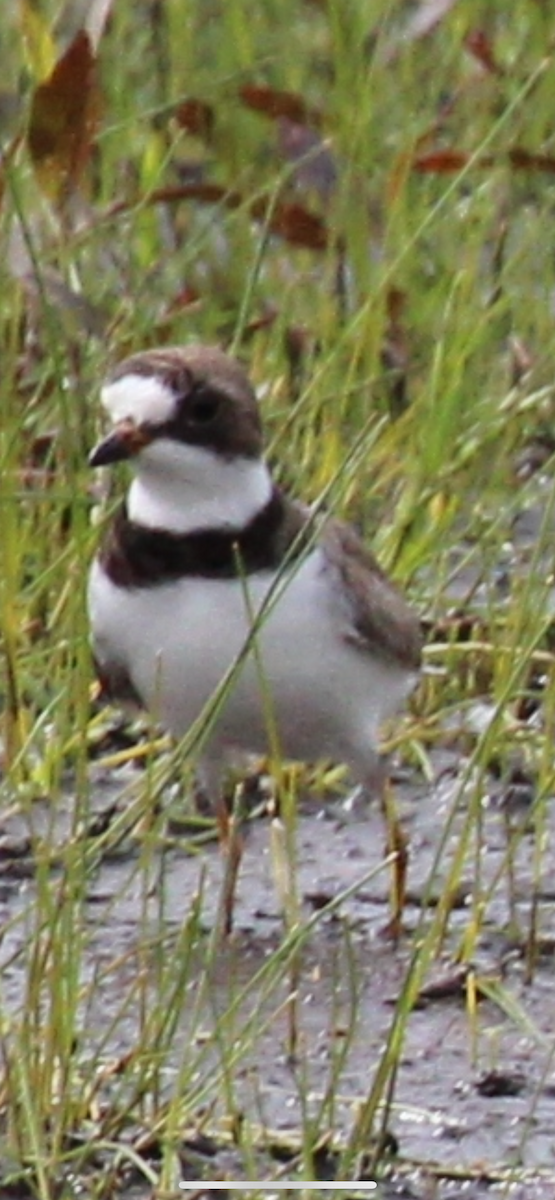 Semipalmated Plover - ML619553682