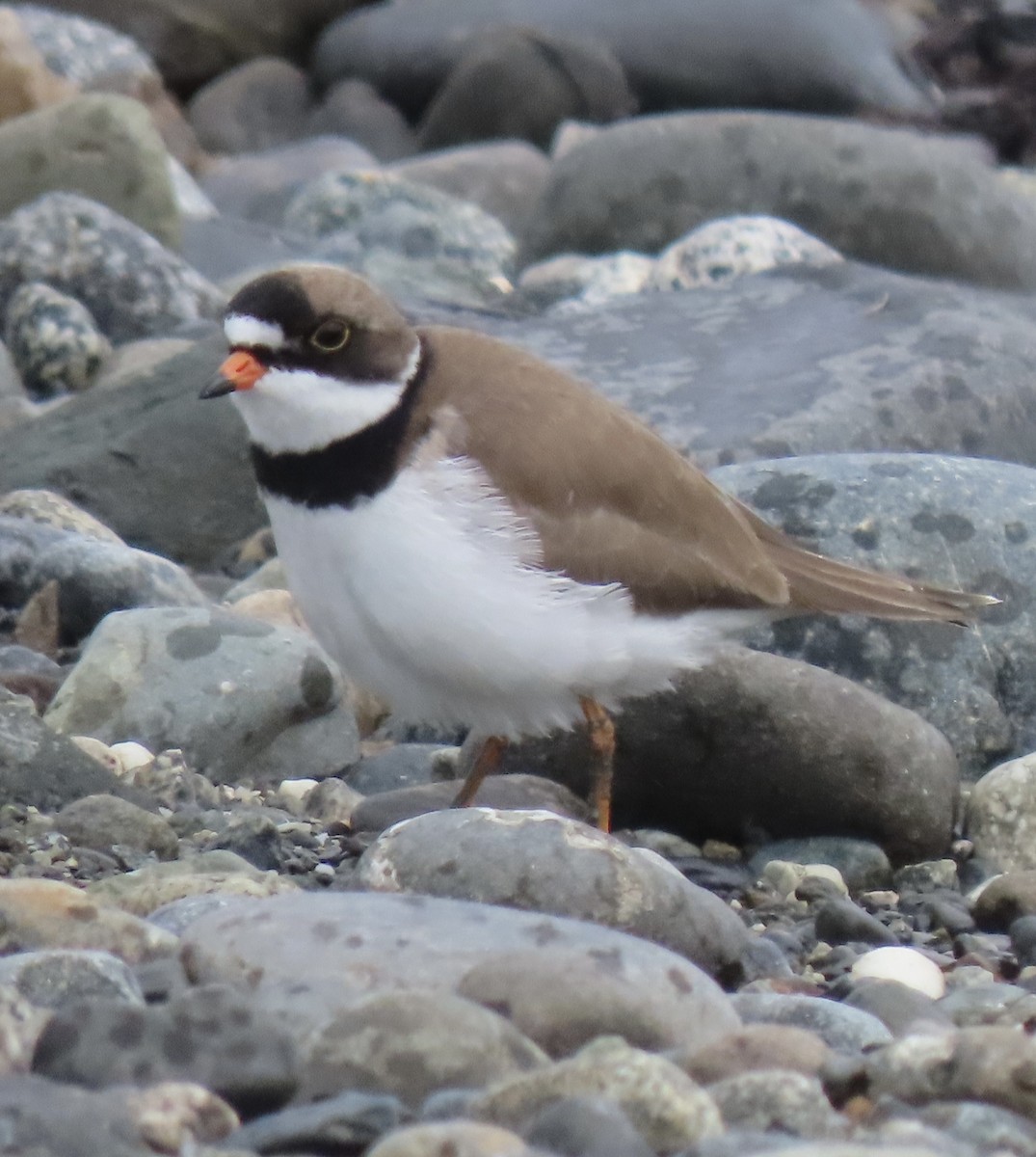 Semipalmated Plover - ML619553764