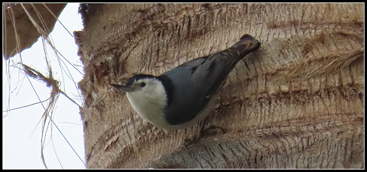 White-breasted Nuthatch - ML619553789