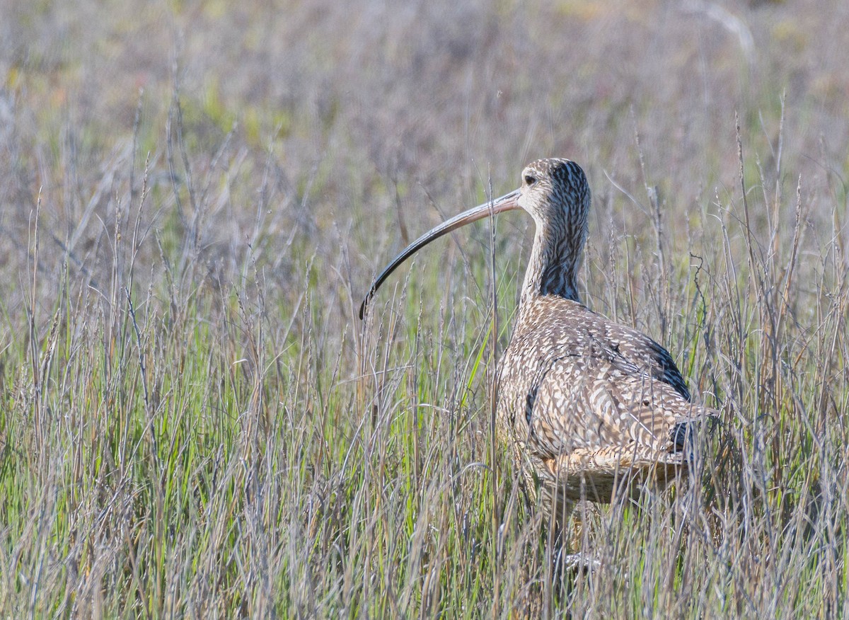 Long-billed Curlew - ML619553815