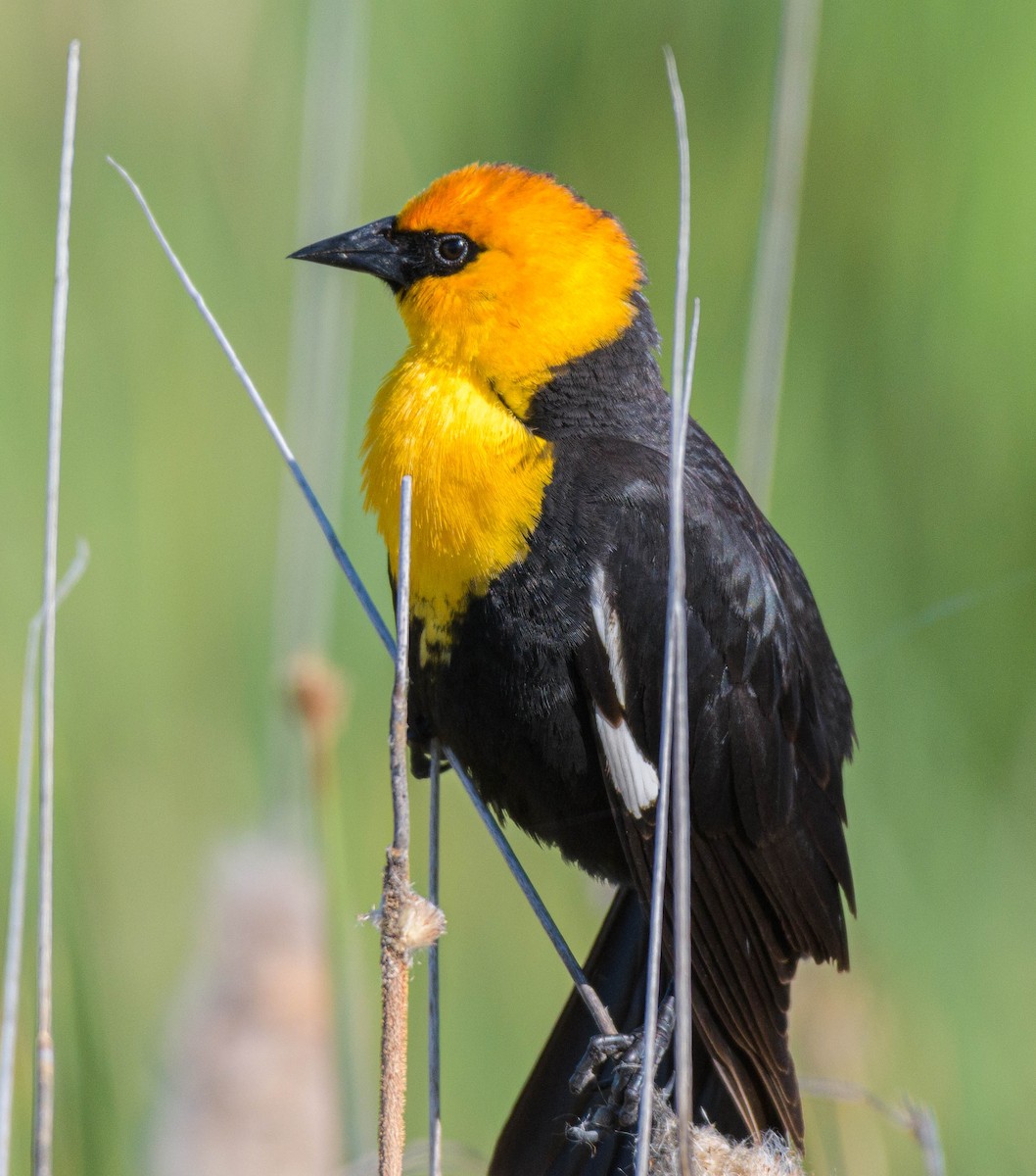 Yellow-headed Blackbird - ML619553850