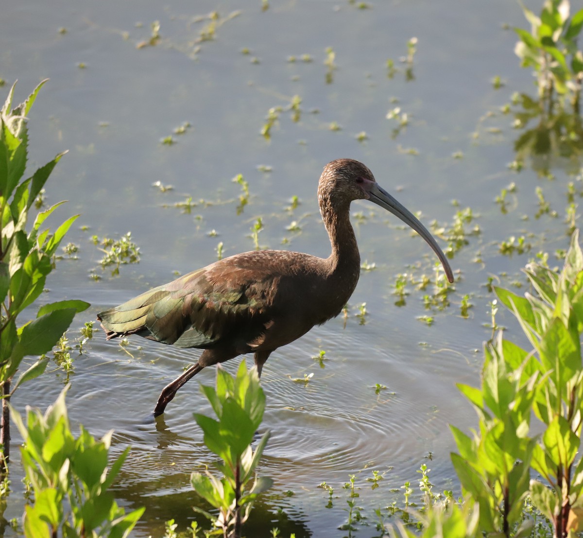 ibis americký - ML619553861