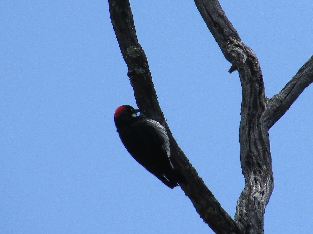 Acorn Woodpecker - ML619553866