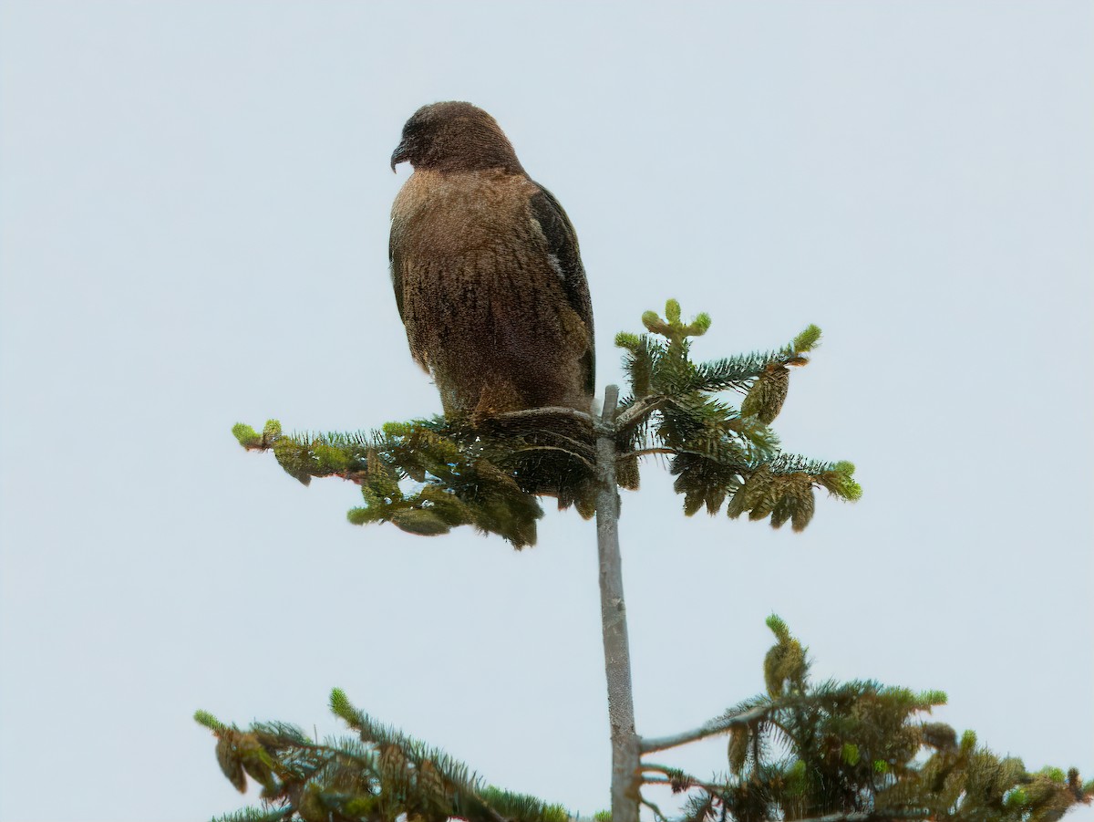 Red-tailed Hawk (calurus/alascensis) - ML619553873