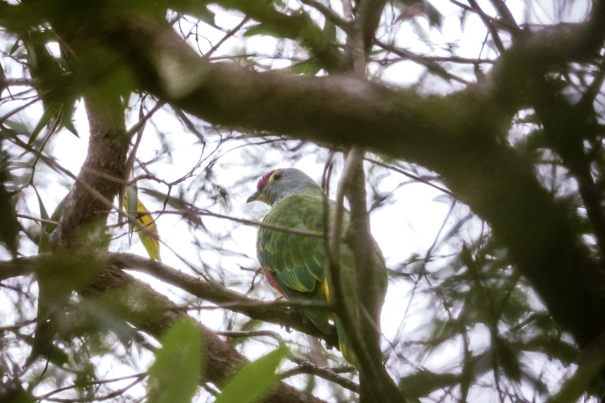 Rose-crowned Fruit-Dove - ML619553909