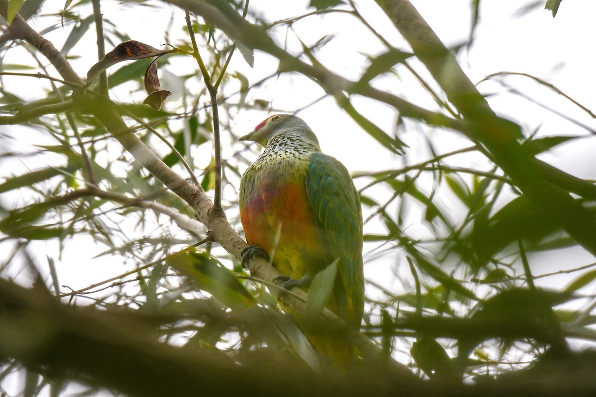 Rose-crowned Fruit-Dove - ML619553910