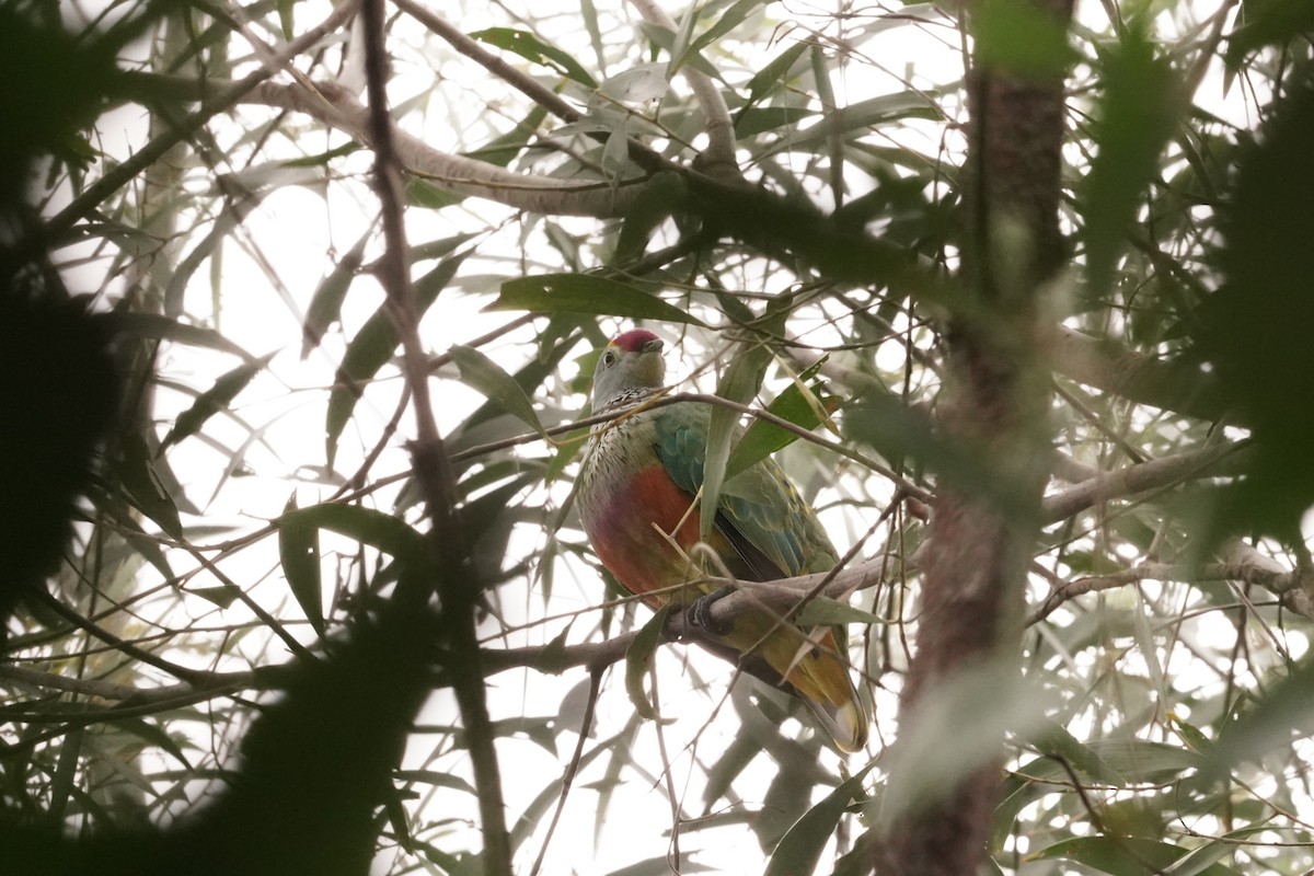 Rose-crowned Fruit-Dove - ML619553912