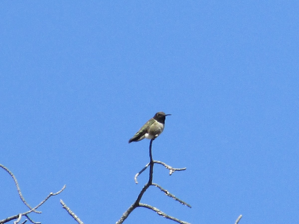 Black-chinned Hummingbird - ML619553936