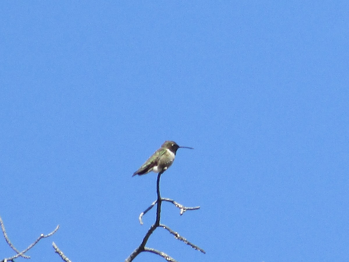 Black-chinned Hummingbird - ML619553937