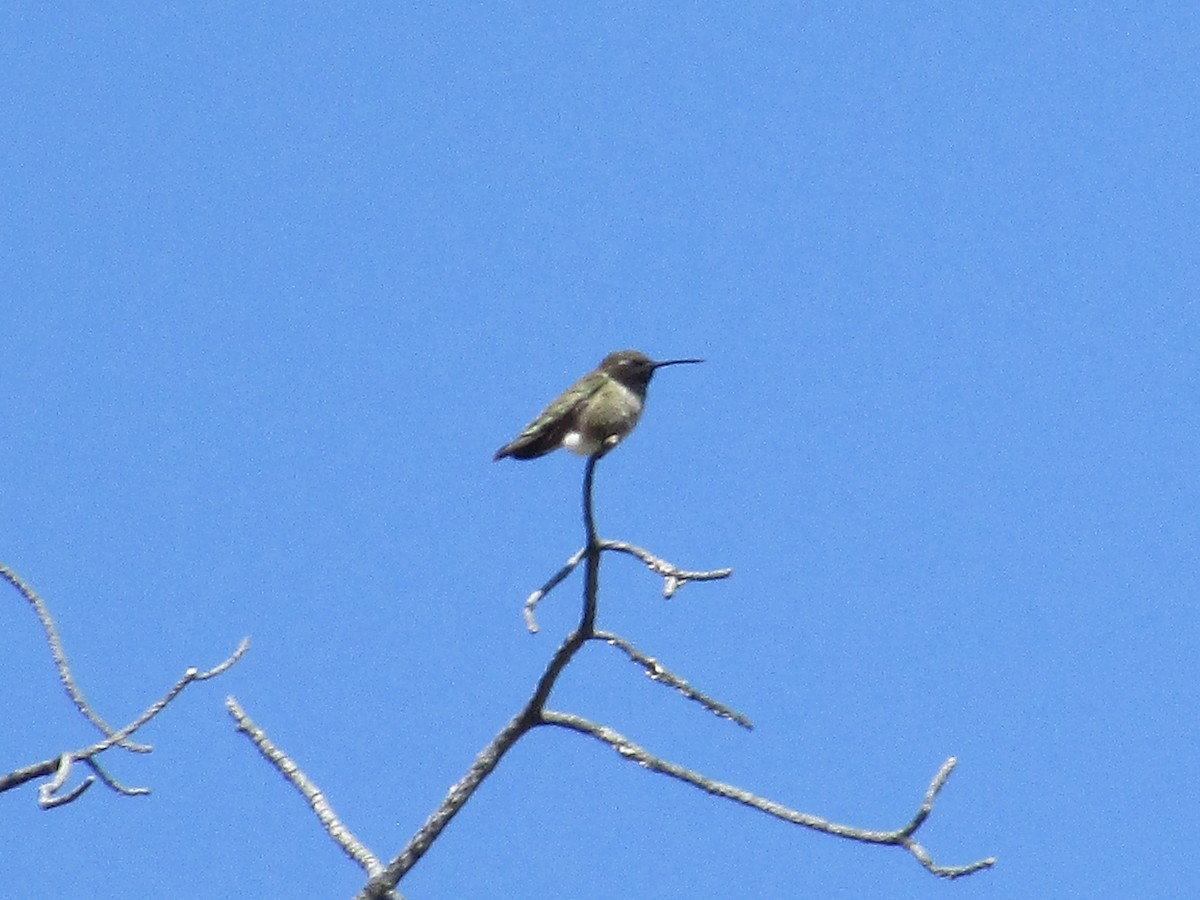 Black-chinned Hummingbird - ML619553938