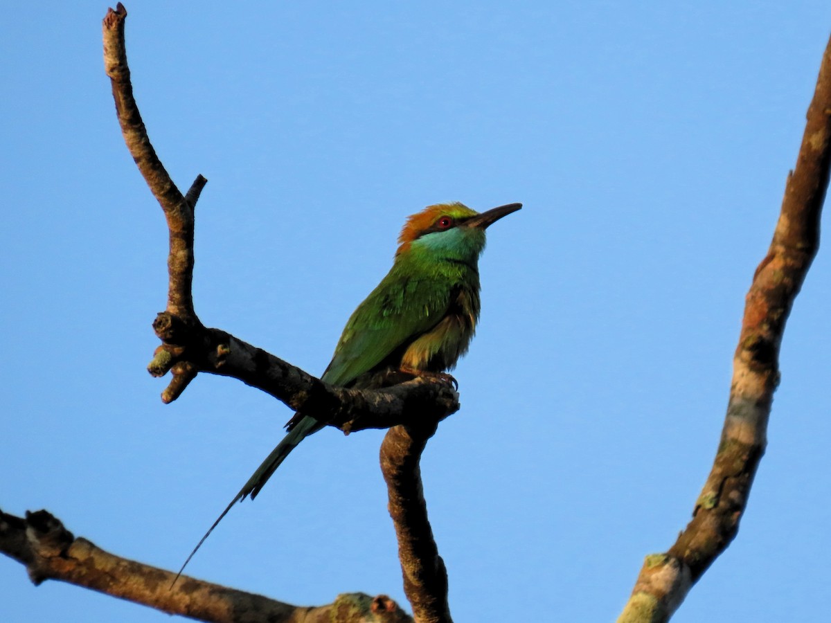 Asian Green Bee-eater - ML619553943