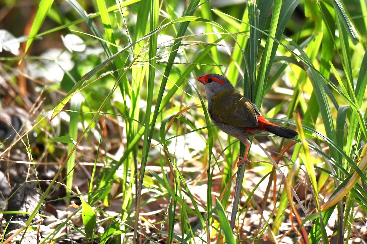Red-browed Firetail - ML619553953