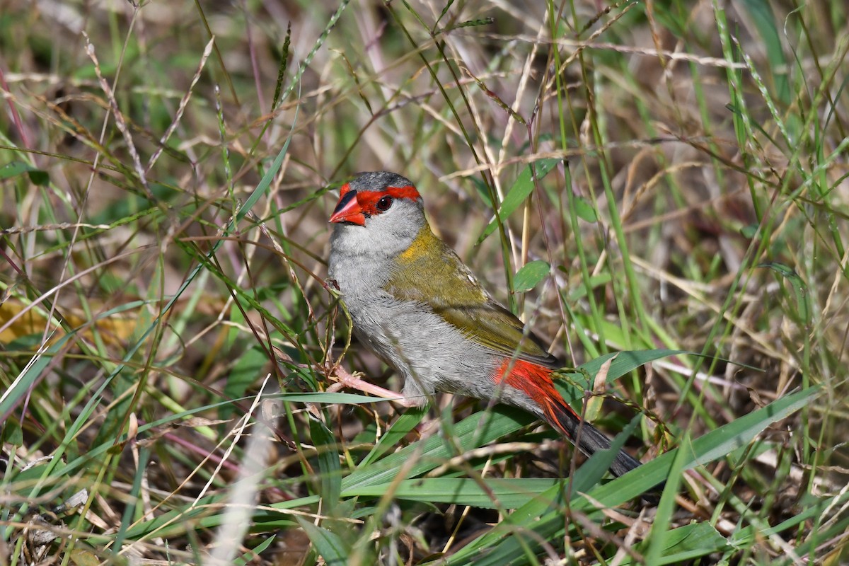 Red-browed Firetail - ML619553955