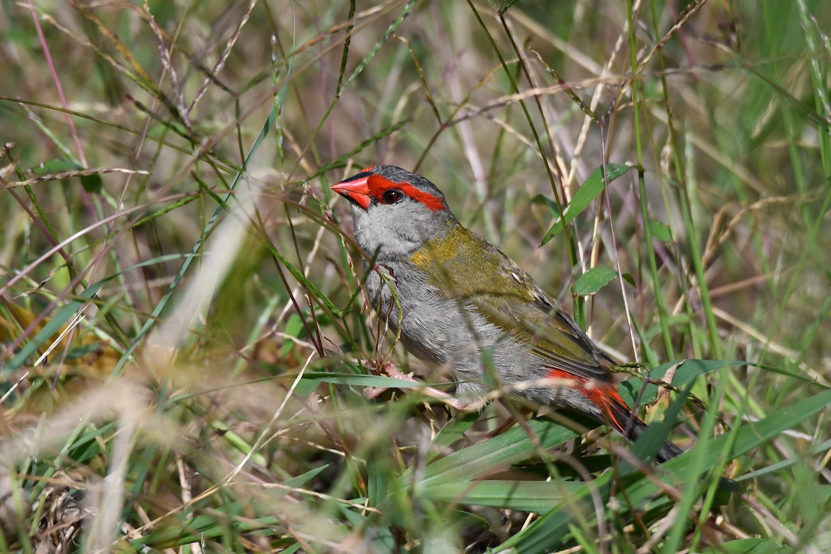 Red-browed Firetail - ML619553961