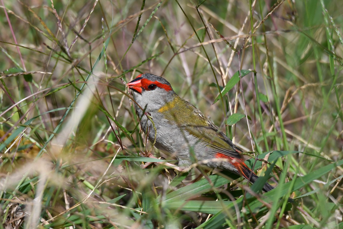 Red-browed Firetail - ML619553963