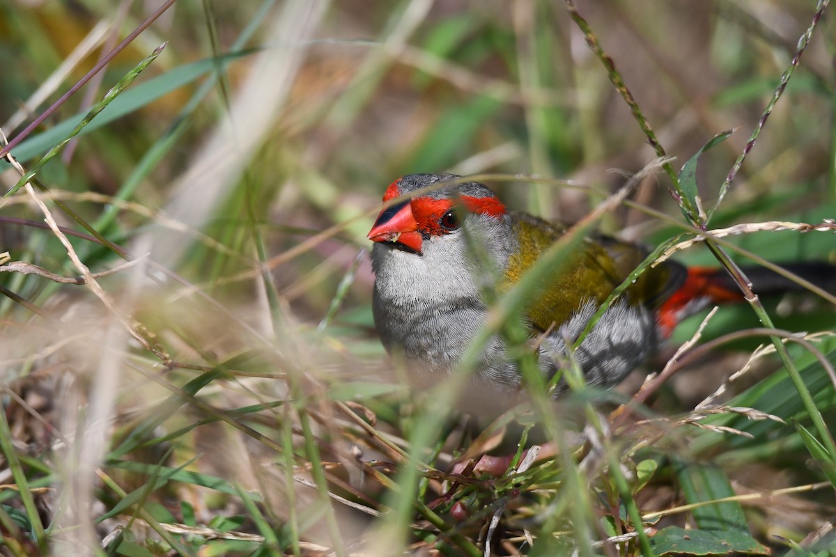 Red-browed Firetail - ML619553964