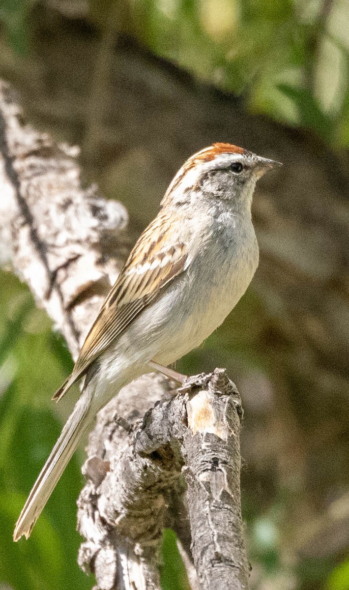 Chipping Sparrow - ML619553976