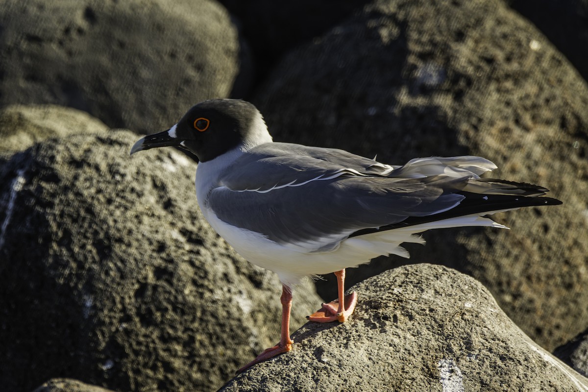Swallow-tailed Gull - ML619554004