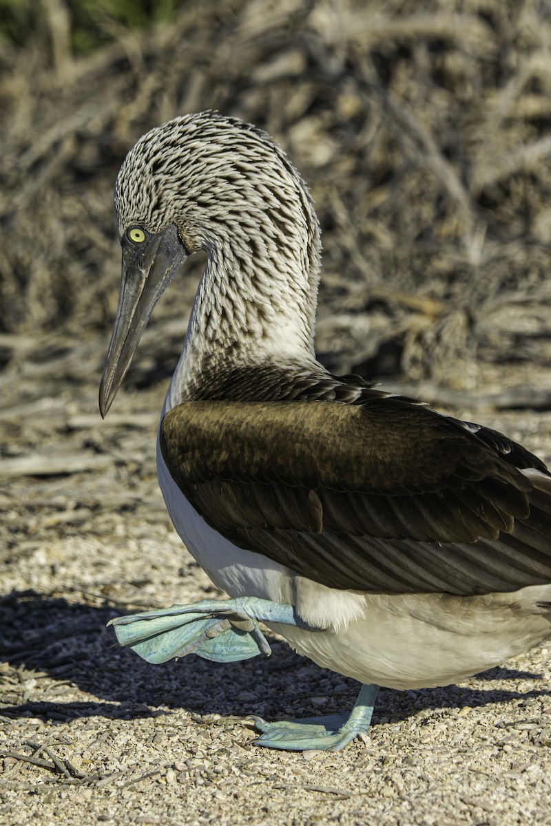 Blue-footed Booby - ML619554028