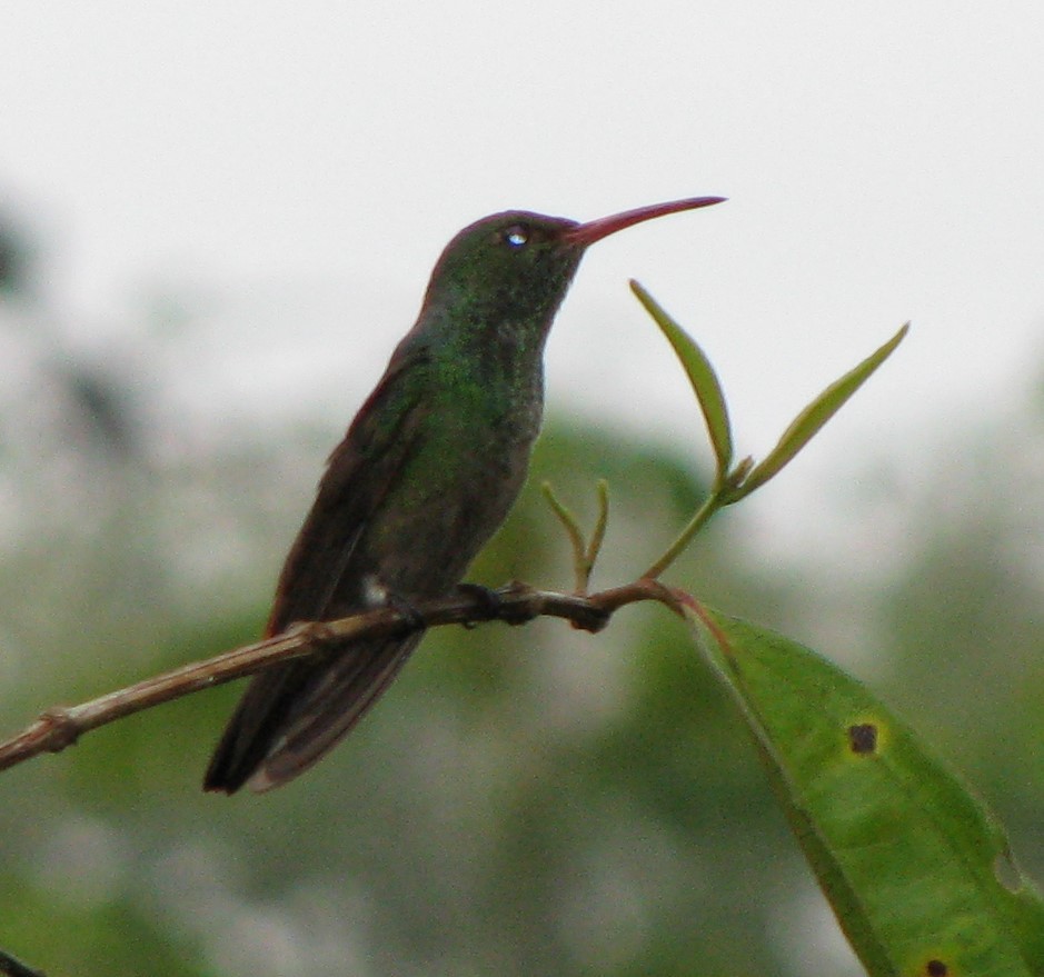 Rufous-tailed Hummingbird - ML619554046