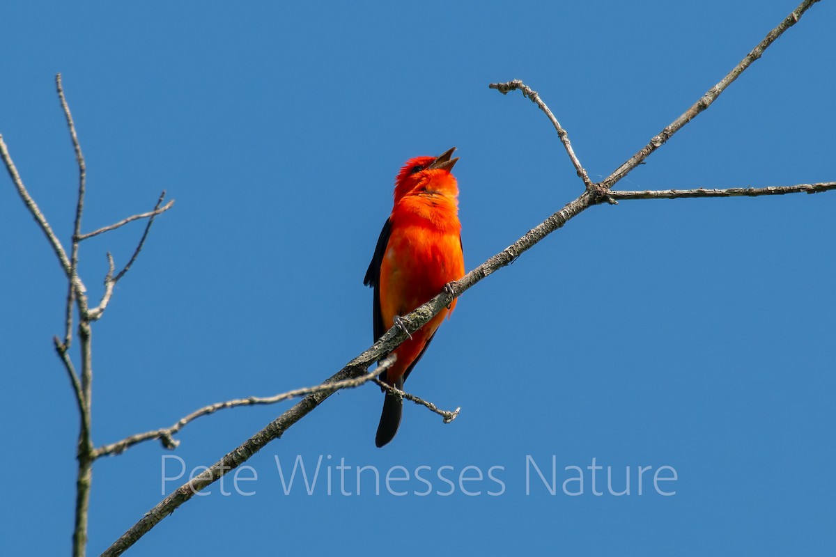 Scarlet Tanager - ML619554100