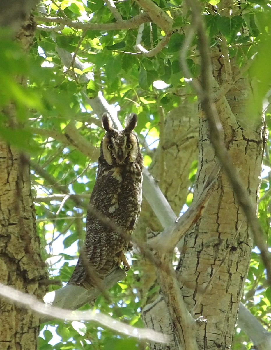 Long-eared Owl - ML619554134