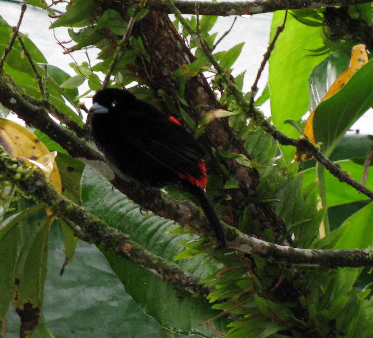 Scarlet-rumped Tanager - ML619554144
