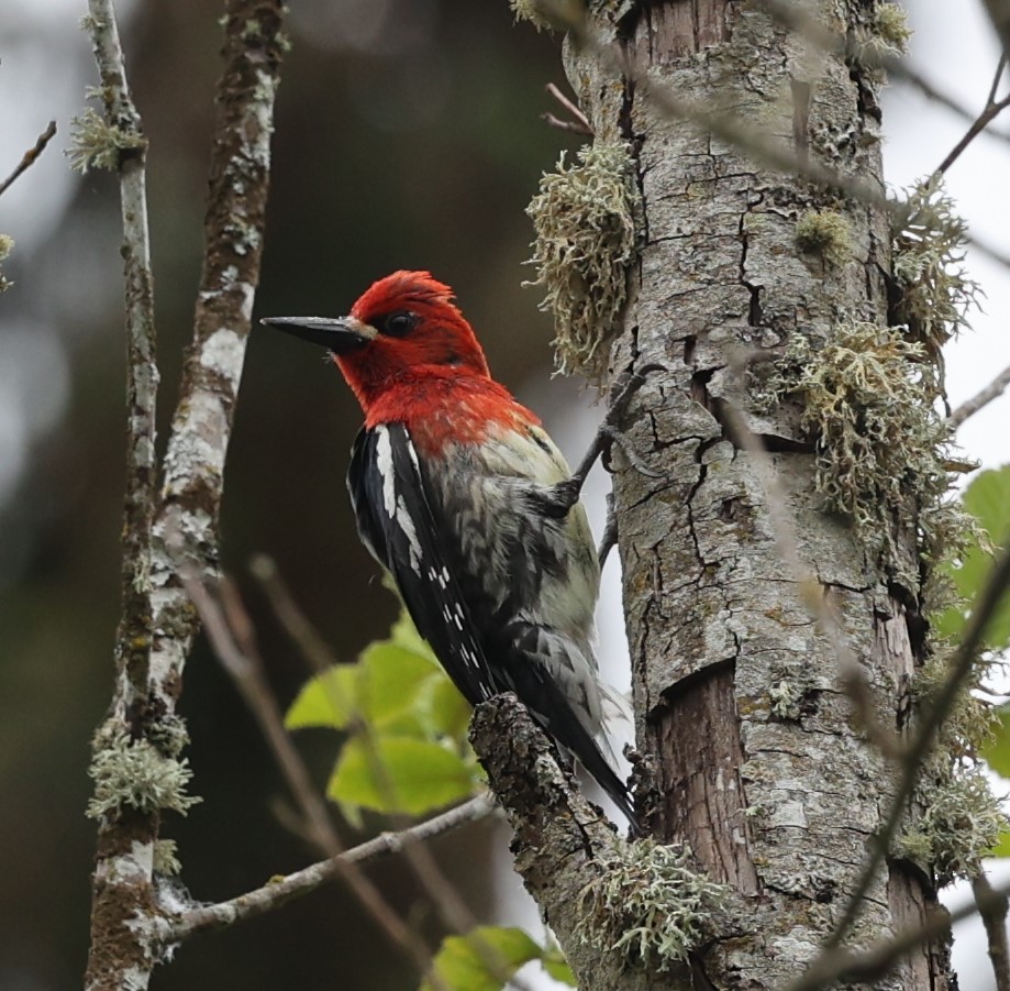Red-breasted Sapsucker - ML619554154