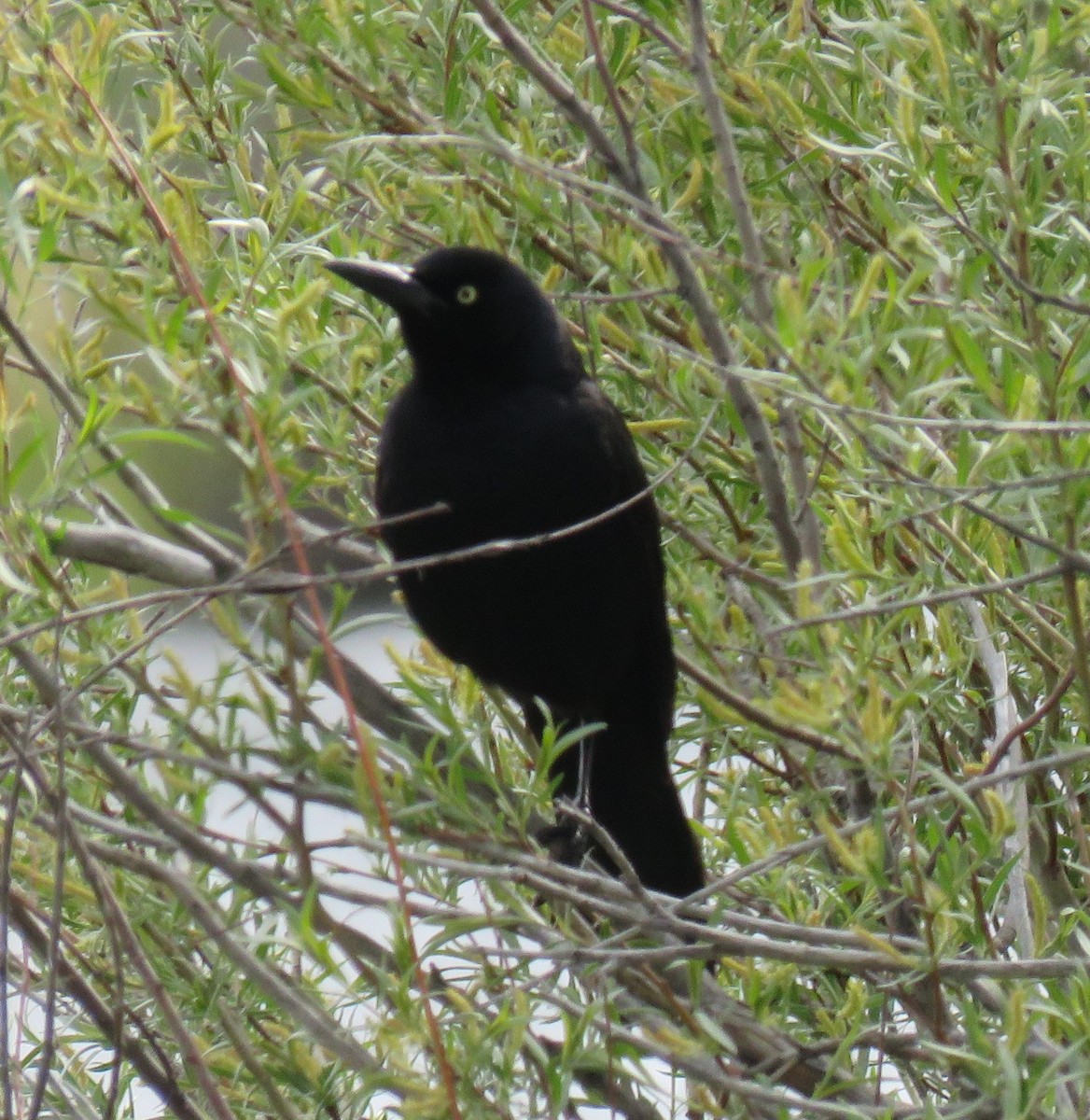 Great-tailed Grackle - ML619554203