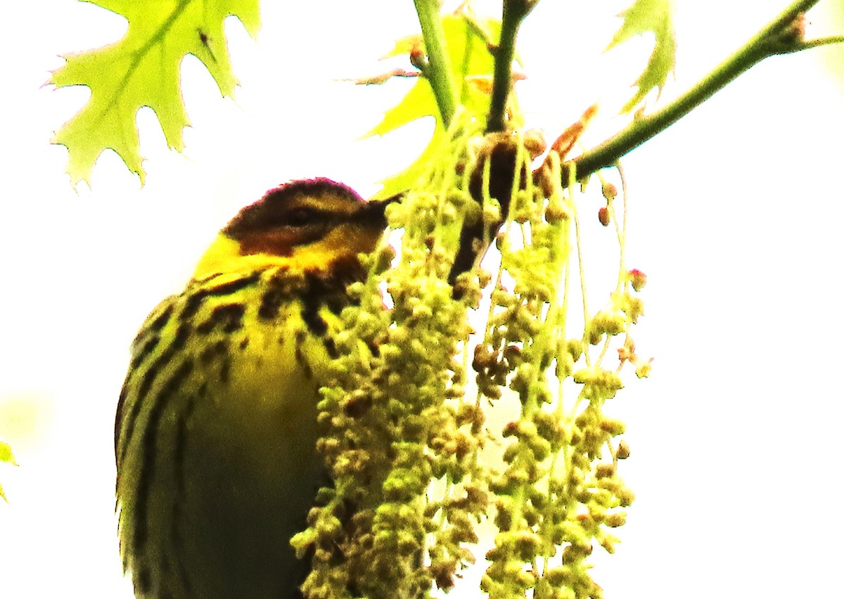 Cape May Warbler - ML619554233