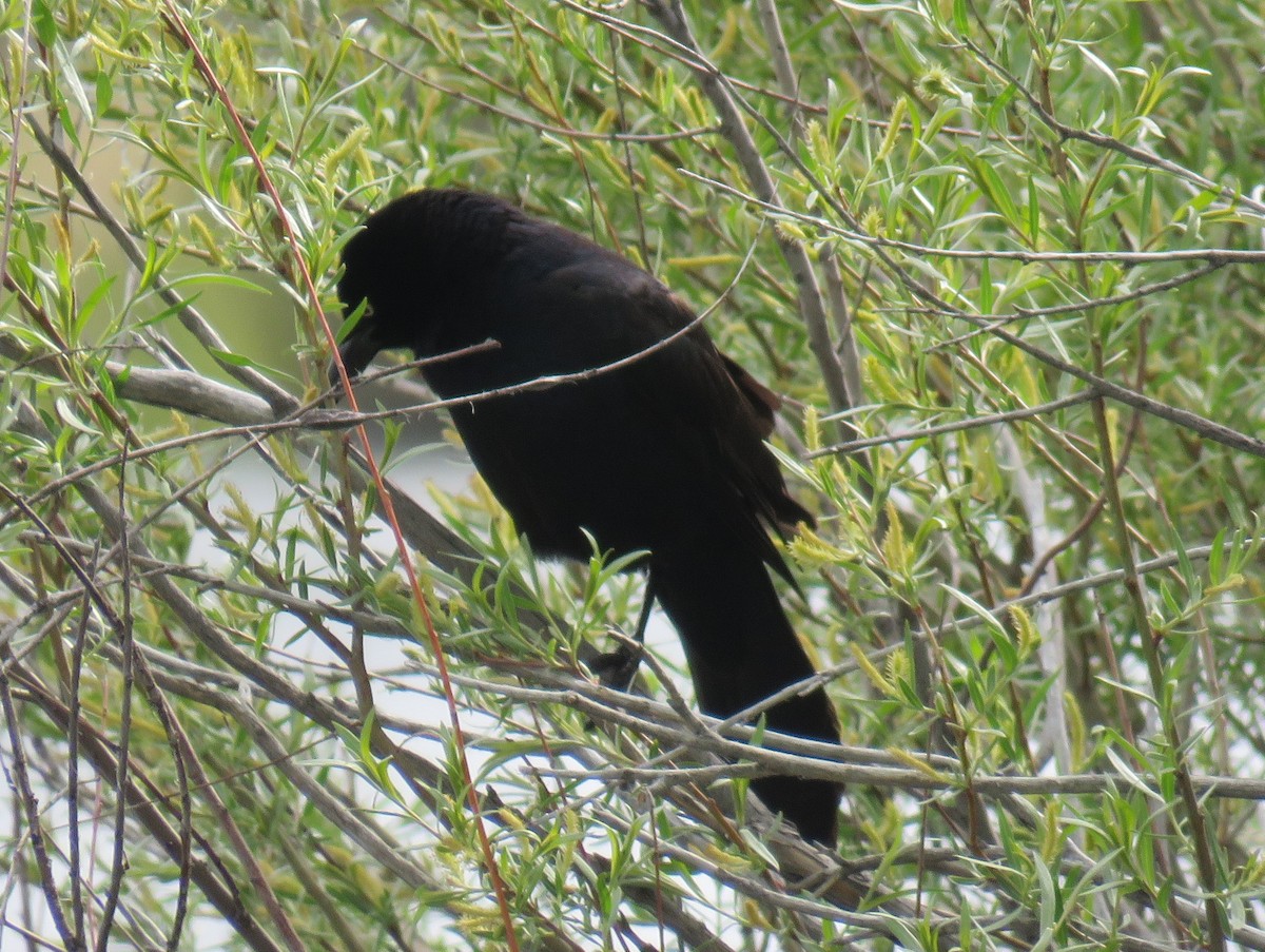 Great-tailed Grackle - ML619554235
