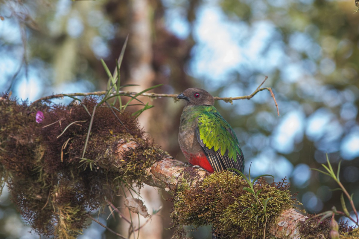 Crested Quetzal - ML619554264