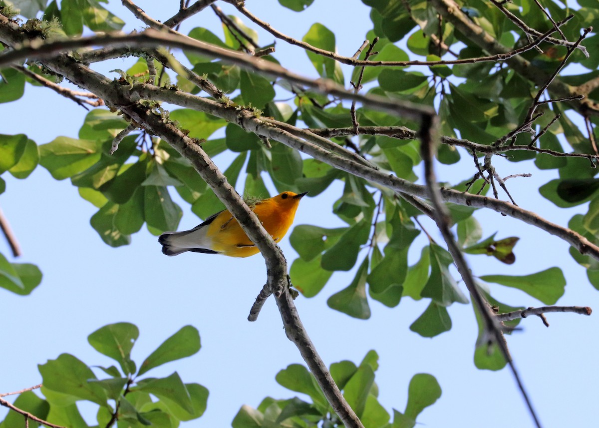 Prothonotary Warbler - ML619554265