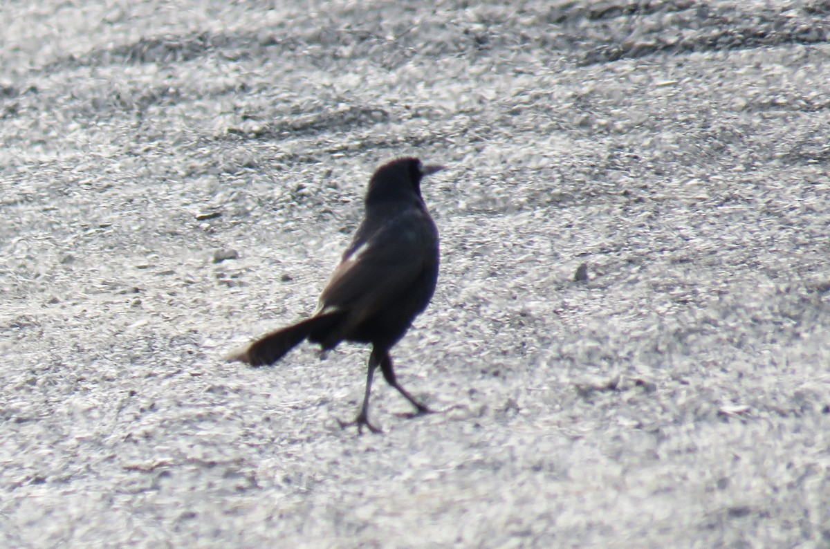 Great-tailed Grackle - ML619554273