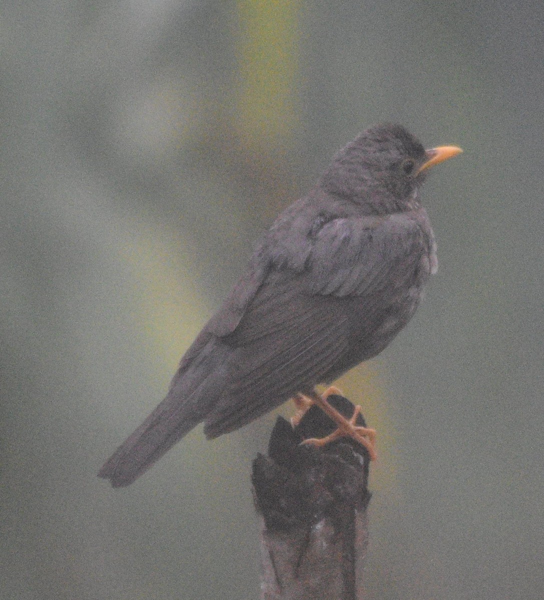 Gray-winged Blackbird - ML619554276