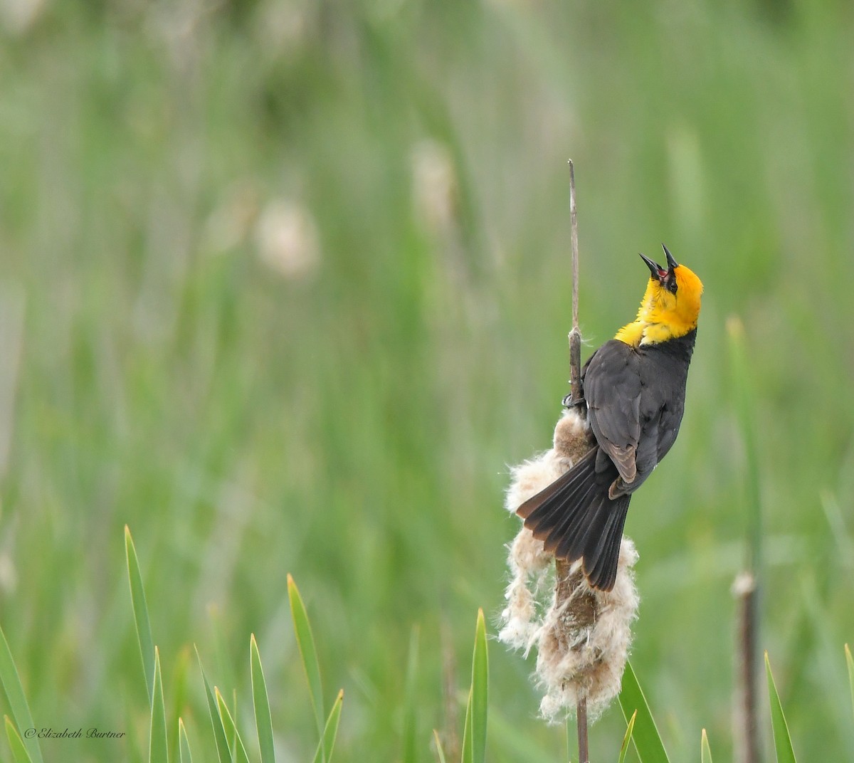 Yellow-headed Blackbird - ML619554282