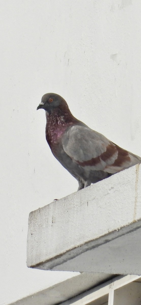 Rock Pigeon (Feral Pigeon) - ML619554294
