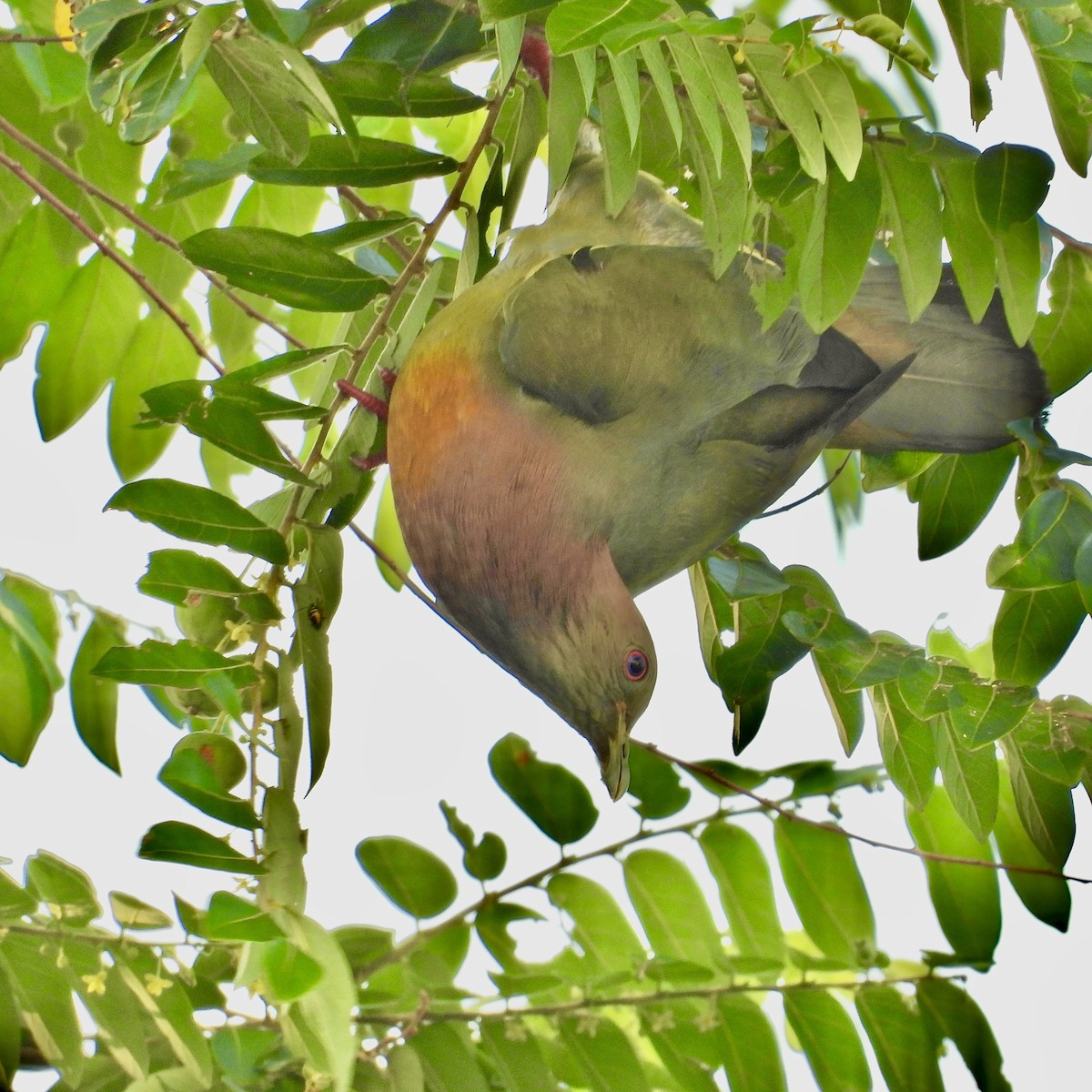 Pink-necked Green-Pigeon - ML619554334