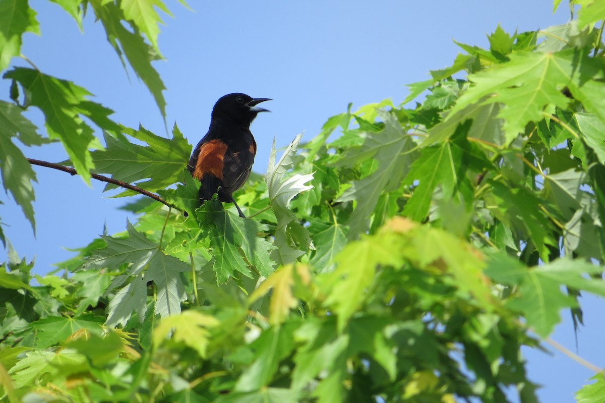 Orchard Oriole - ML619554346