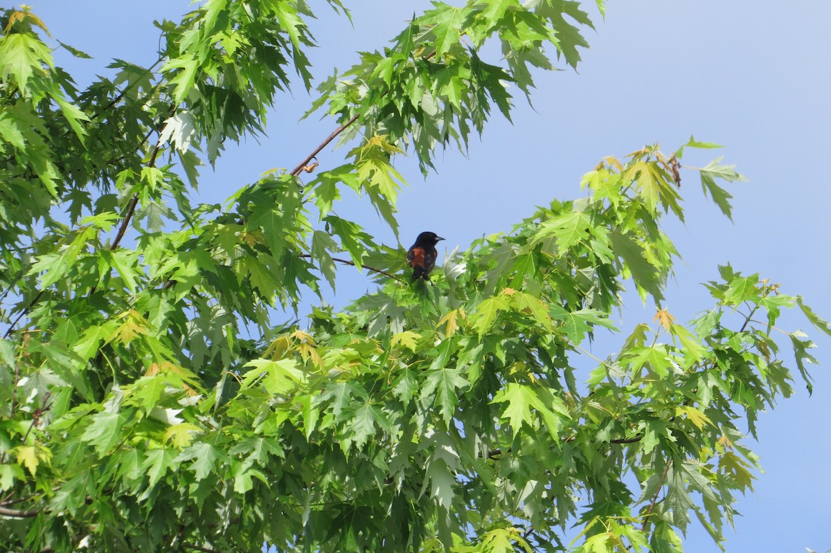 Orchard Oriole - ML619554347