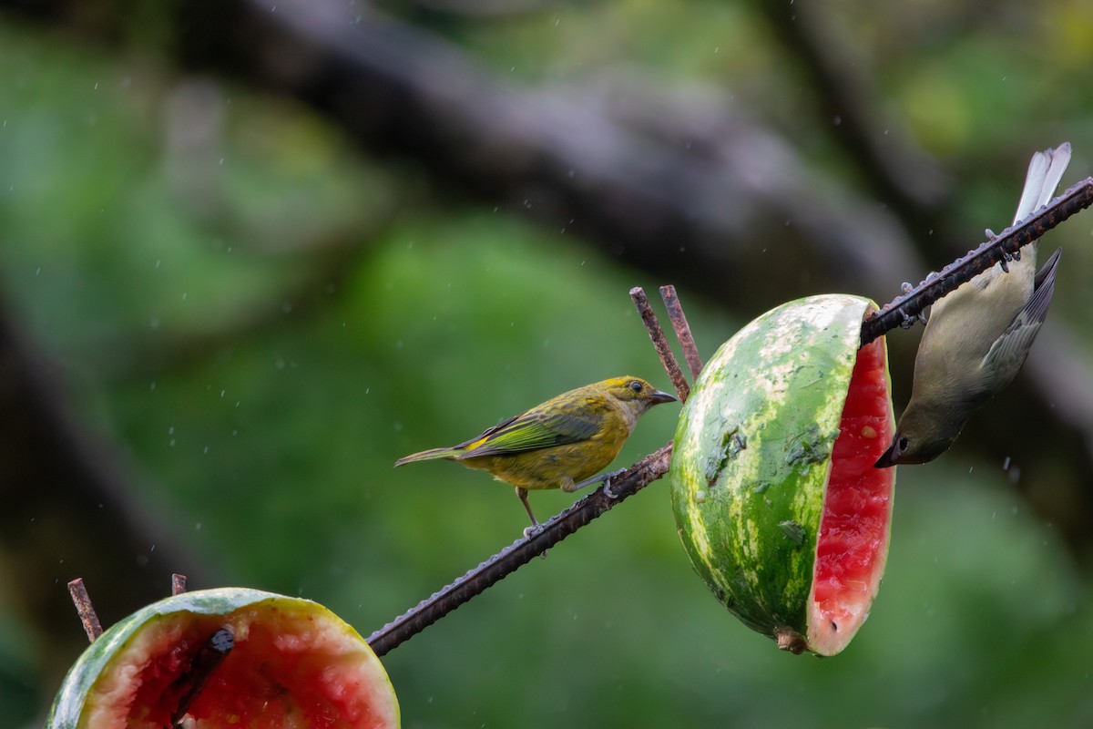 Silver-throated Tanager - ML619554395