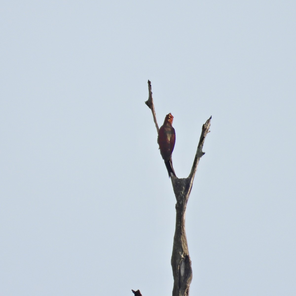 Banded Woodpecker - ML619554497