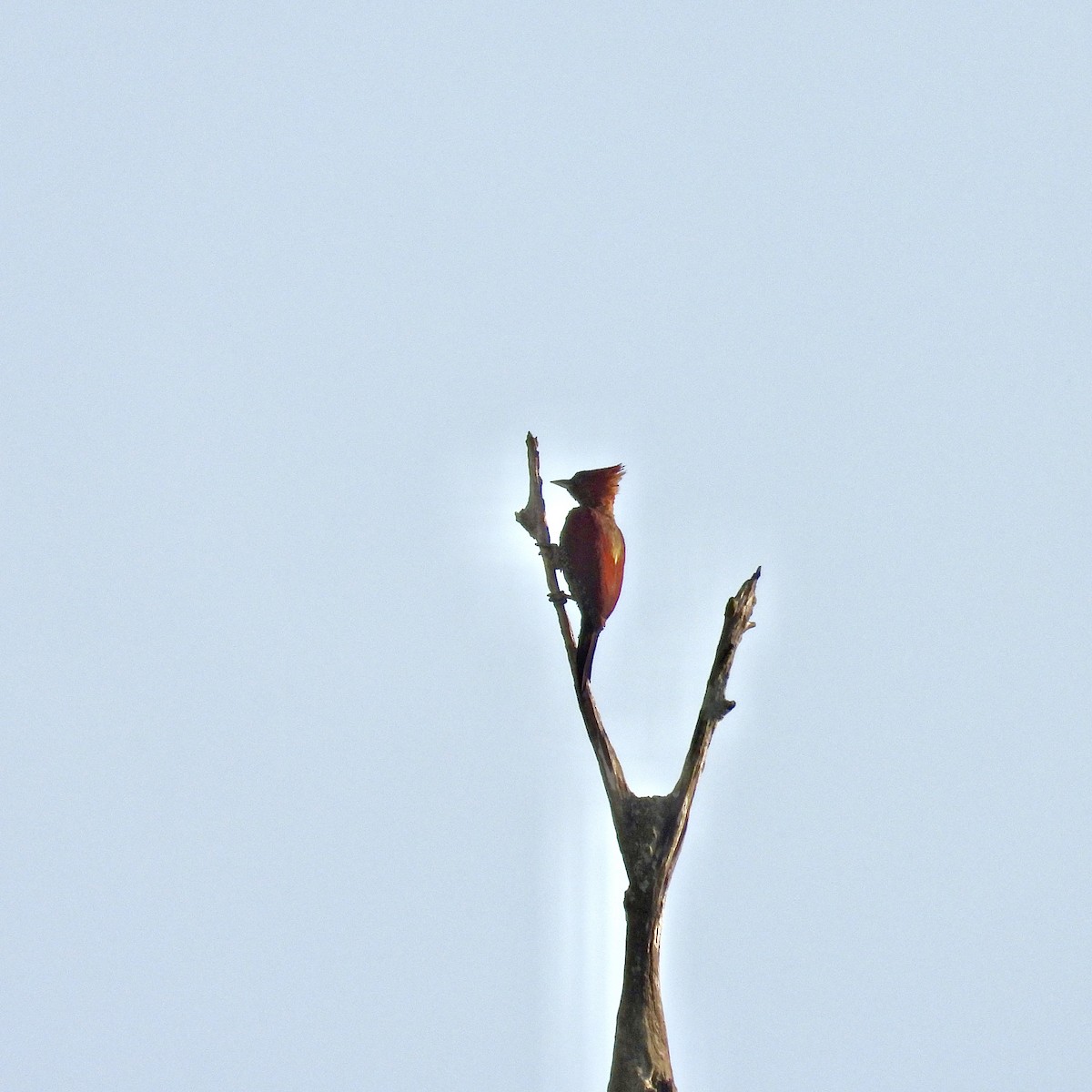 Banded Woodpecker - ML619554498