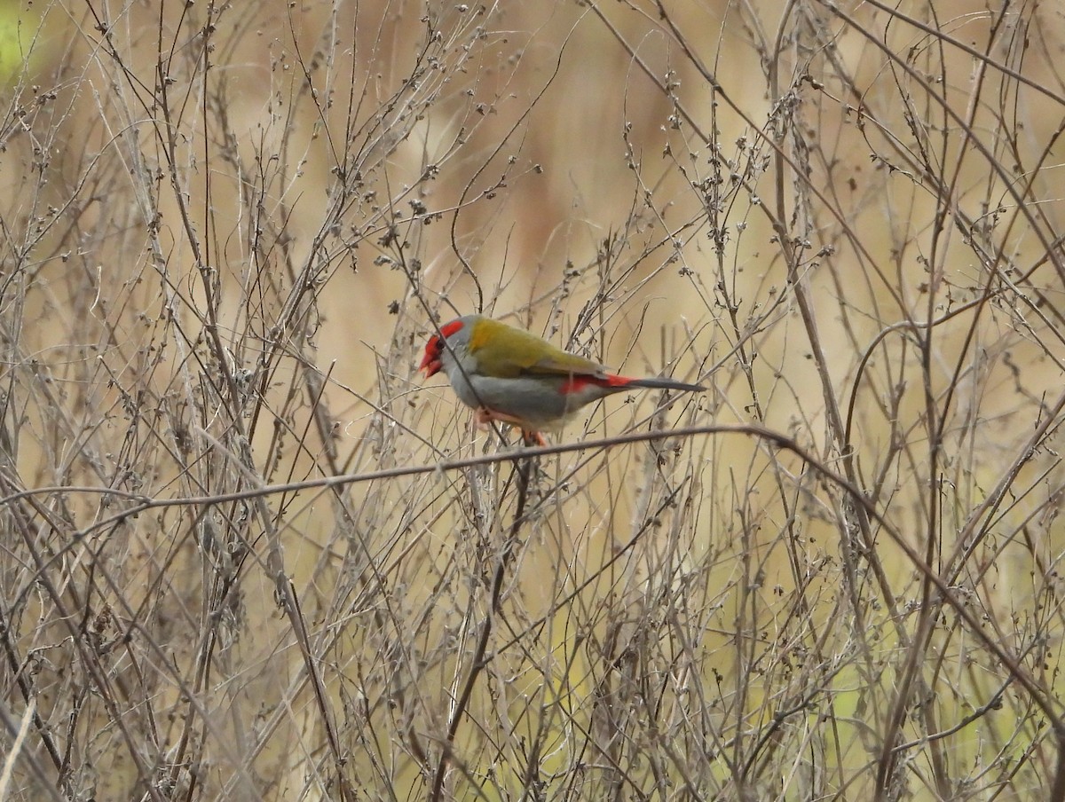Red-browed Firetail - ML619554509