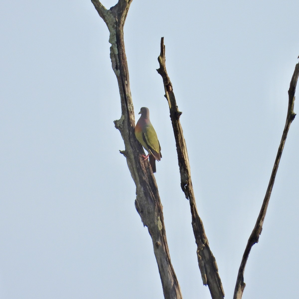 Pink-necked Green-Pigeon - ML619554514