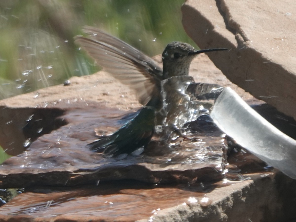 Broad-tailed Hummingbird - ML619554519